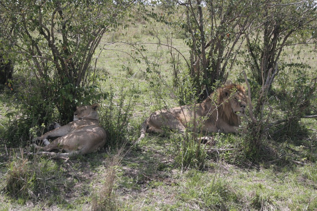 12-Loin and lioness.jpg - Loin and lioness